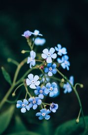FORGET-ME-NOTS